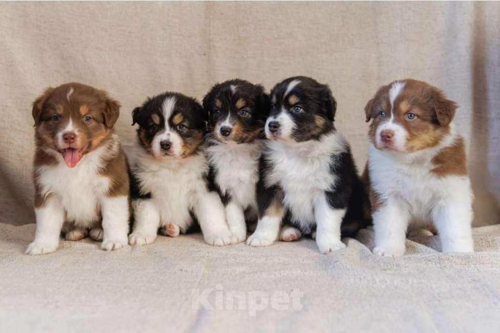 Собаки в Москве: Продаются щенки австралийской овчарки Разнополые, Бесплатно - фото 1