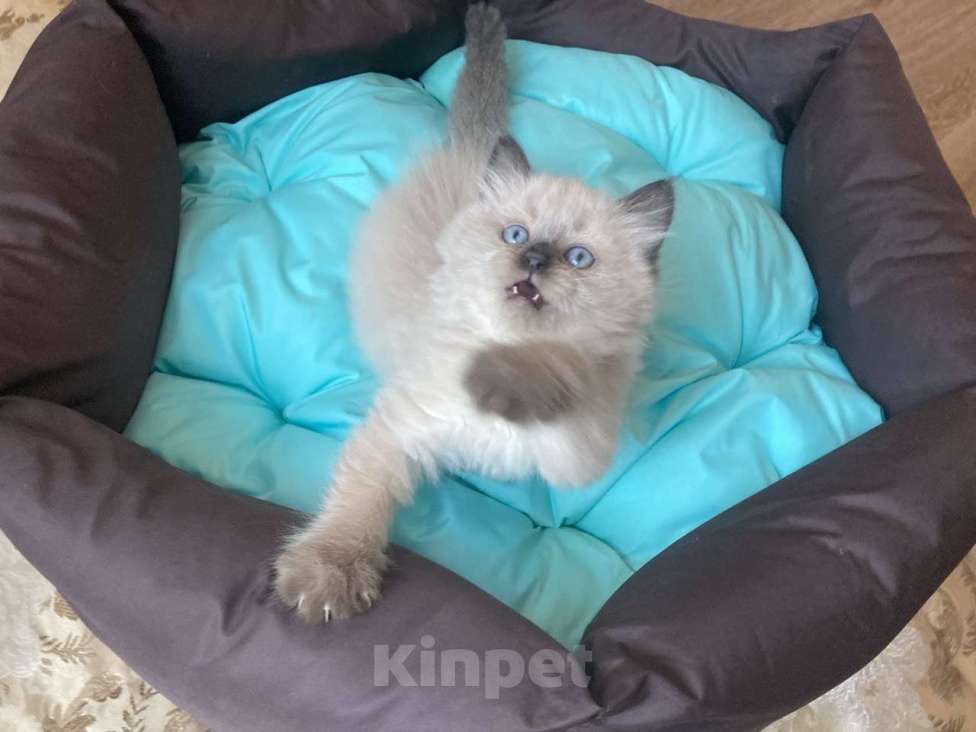 Кошки в Москве: Рэгдолл девочка  Девочка, 60 000 руб. - фото 1