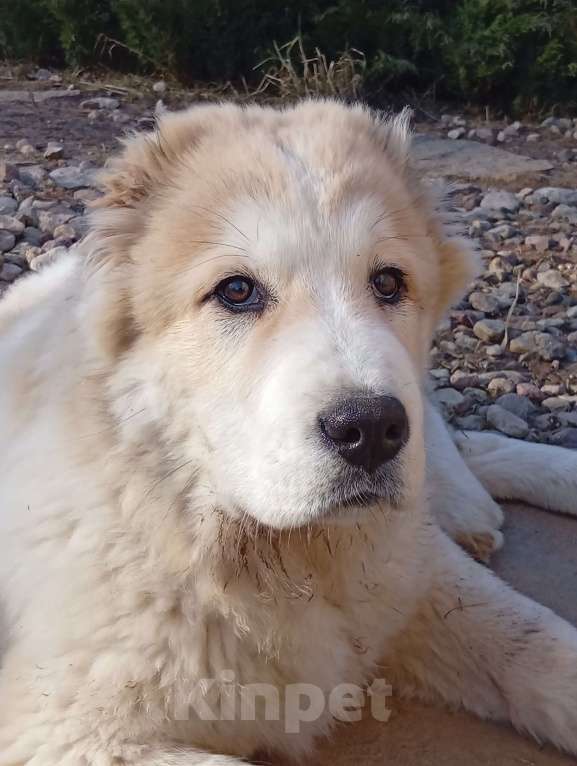 Собаки в Печоре: Девочка САО Девочка, 50 000 руб. - фото 7