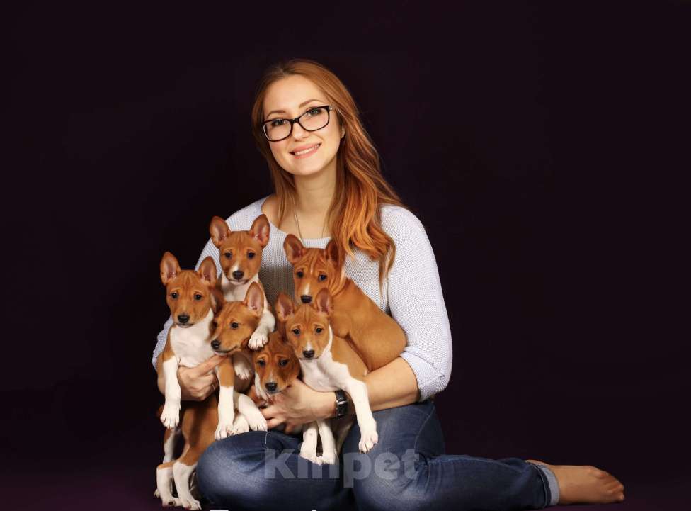 Собаки в Севастополе: Щенки басенджи (запись в лист ожидания) Мальчик, 80 000 руб. - фото 3