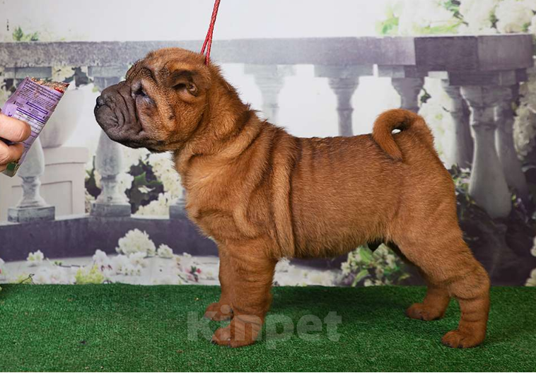 Собаки в Москве: Щенок шарпея Драгон и его однопометники (Москва) Мальчик, 25 000 руб. - фото 3