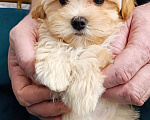 Собаки в Москве: Мальчик мальтипу ф1 Мальчик, 40 000 руб. - фото 6