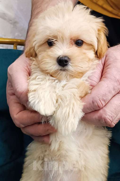 Собаки в Москве: Мальчик мальтипу ф1 Мальчик, 40 000 руб. - фото 6