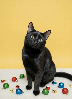 Котик Лаки ищет дом