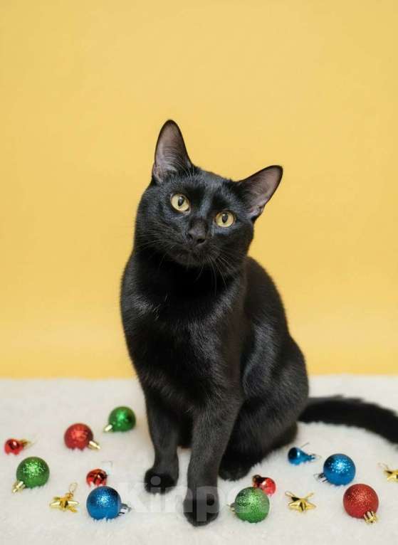 Кошки в Королеве: Котик Лаки ищет дом Мальчик, Бесплатно - фото 1