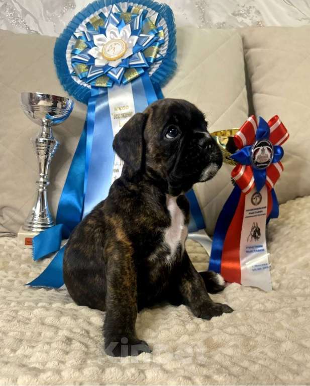 Собаки в других городах Московской области: Щенки боксера Разнополые, 60 000 руб. - фото 1