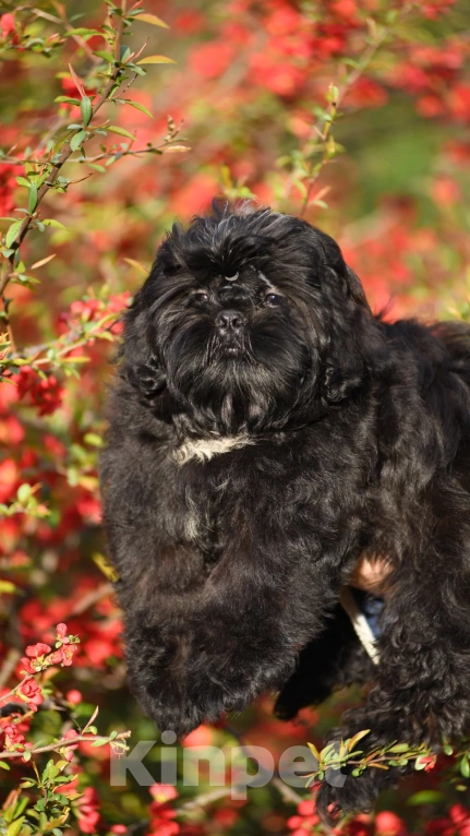 Собаки в Краснодаре: Мальчик ши-тцу Мальчик, Бесплатно - фото 1
