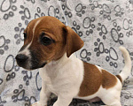Собаки в Балашихе: Щенок Джек-Рассел терьера Мальчик, 19 900 руб. - фото 1