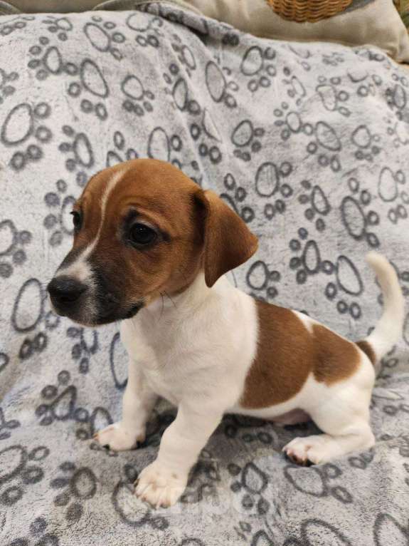 Собаки в Балашихе: Щенок Джек-Рассел терьера Мальчик, 19 900 руб. - фото 1