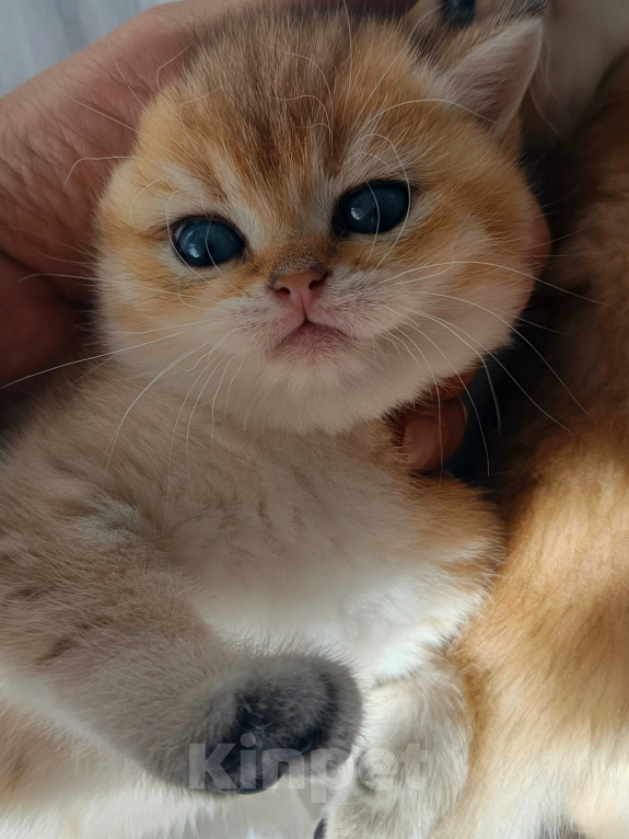Кошки в Воронеже: Котята британской короткошерстной Мальчик, 23 000 руб. - фото 1