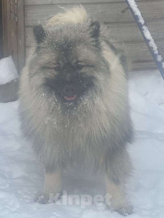 Собаки в Москве: Терри-Мак Из Воронцовского Дворца  Мальчик, 70 000 руб. - фото 6