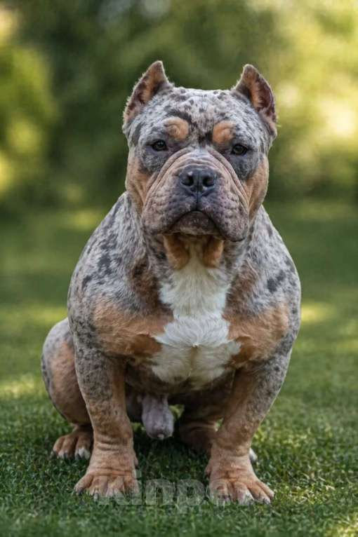 Собаки в Саратове: Ам булли покет мальчики Мальчик, Бесплатно - фото 4