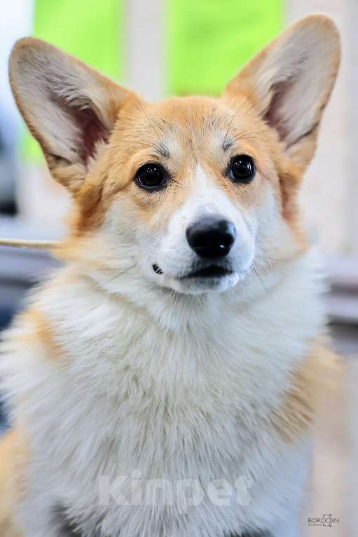 Собаки в Новосибирске: Щенки вельш-корги пемброк Девочка, 65 000 руб. - фото 1