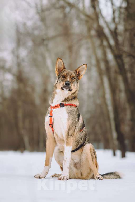 Собаки в Москве: Собака в добрые руки Мальчик, Бесплатно - фото 1