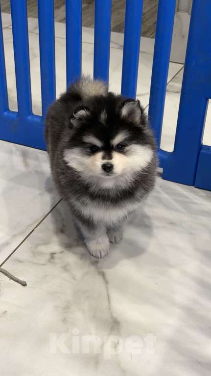 Собаки в Санкт-Петербурге: Мальчик помски Мальчик, 80 000 руб. - фото 1
