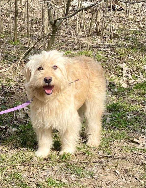 Собаки в Ростове-на-Дону: Малышка Молли в поисках дома! Девочка, Бесплатно - фото 1