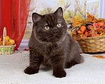 Кошки в Мурином: Британская кошечка окраса шоколад Девочка, 35 000 руб. - фото 6