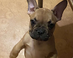 Собаки в Санкт-Петербурге: Шикарный мальчик французского бульдога  Мальчик, 45 000 руб. - фото 1