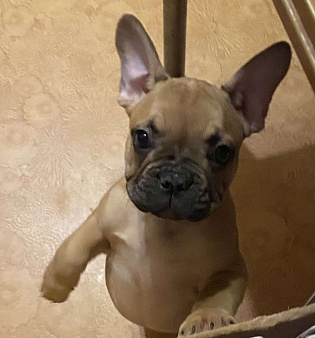 Шикарный мальчик французского бульдога 