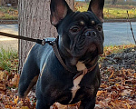 Собаки в Курчатове: Вязка французский бульдог Мальчик, 15 000 руб. - фото 5