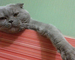 Кошки в Саранске: Вязка, 1 000 руб. - фото 1