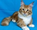 Кошки в Дедовске: Мейн-кун кот Федот Мальчик, 45 000 руб. - фото 3