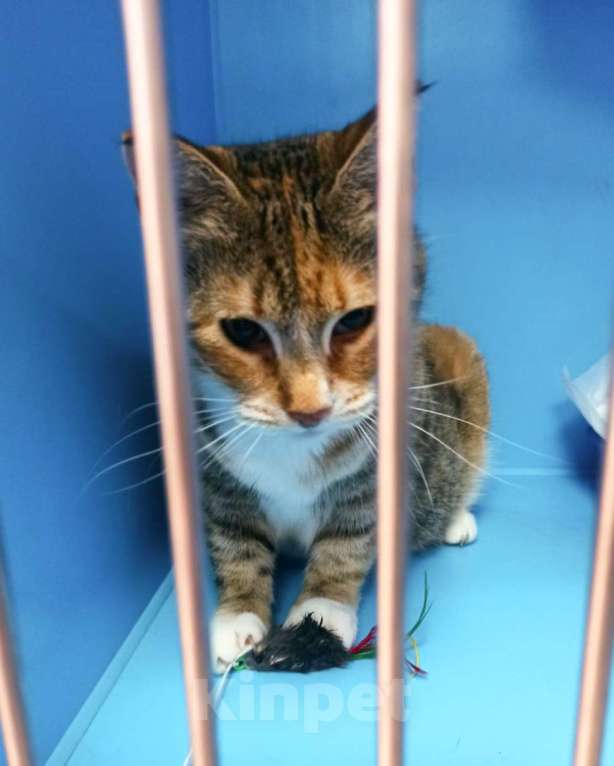 Кошки в Москве: Малинка ищет дом  Девочка, Бесплатно - фото 1