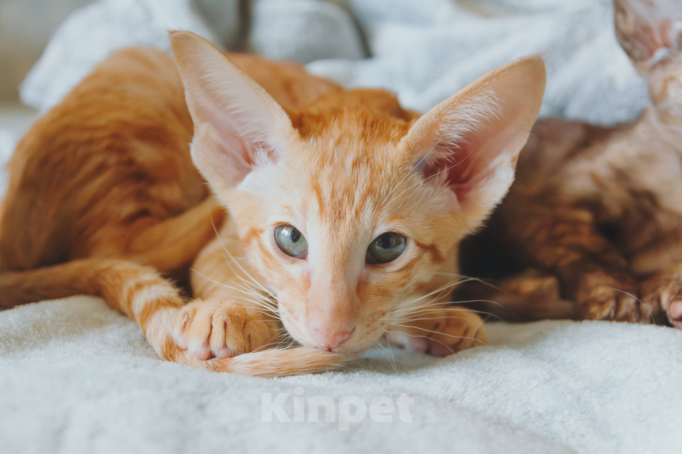 Кошки в Москве: Ориентальные котята Мальчик, Бесплатно - фото 3