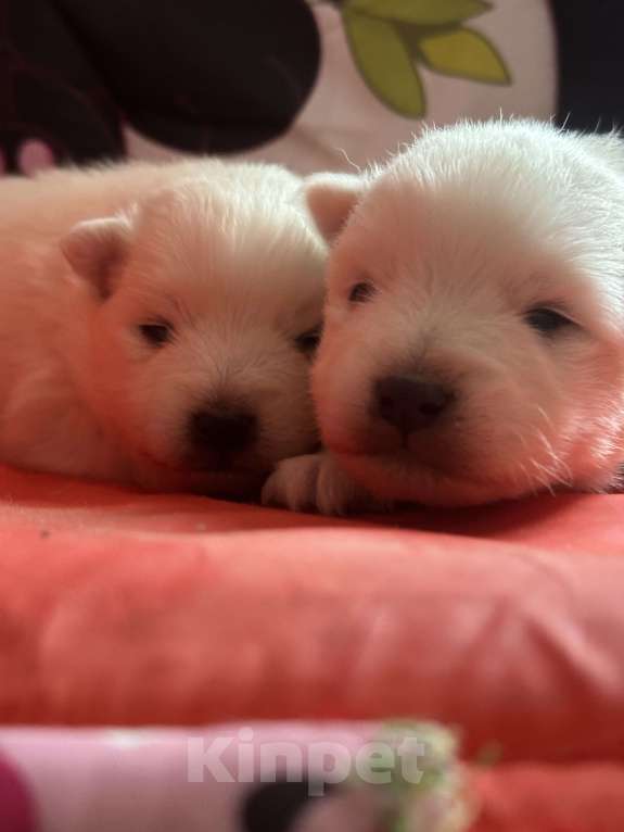 Собаки в Москве: Японский шпиц из питомника Мальчик, 100 000 руб. - фото 4