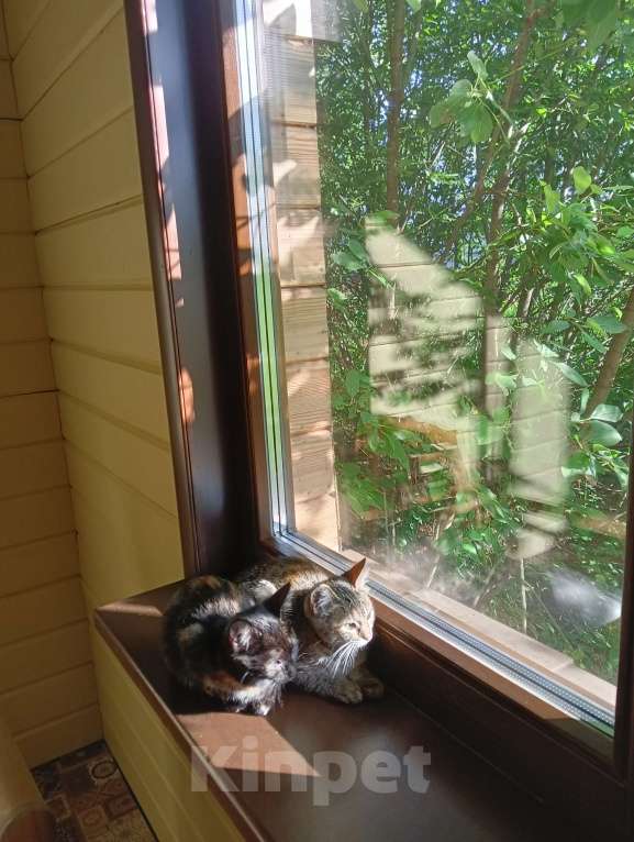 Кошки в Одинцово: Котята в добрые руки Девочка, 1 руб. - фото 7