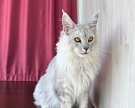 Кошки в Санкт-Петербурге: Мейн-кун котёнок Мальчик, 35 000 руб. - фото 6