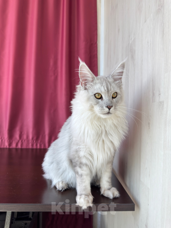 Кошки в Санкт-Петербурге: Мейн-кун котёнок Мальчик, 35 000 руб. - фото 6