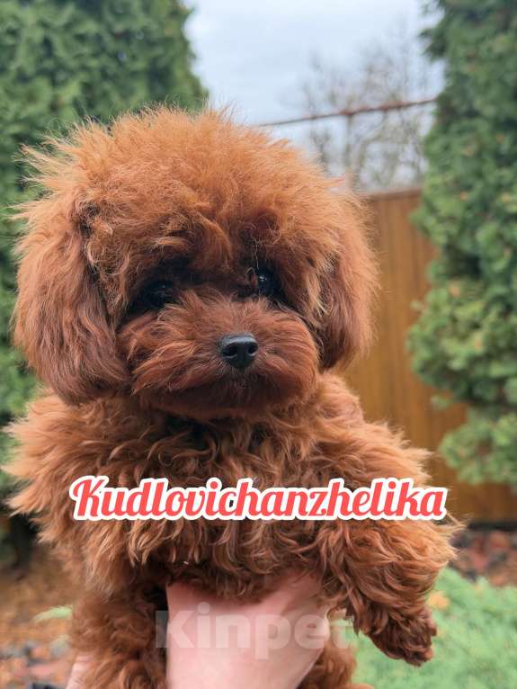 Собаки в Геленджике: Тедди пудель Китай 🇨🇳  Девочка, 350 000 руб. - фото 5