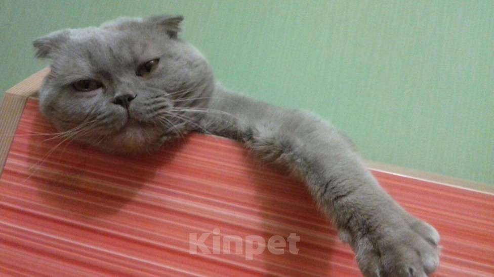 Кошки в Саранске: Вязка, 1 000 руб. - фото 1