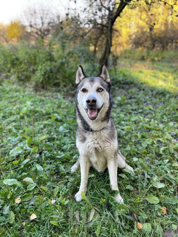 Собаки в Москве: Ярик Мальчик, Бесплатно - фото 3