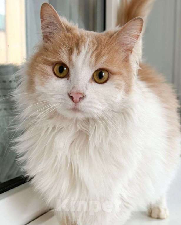 Кошки в Москве: Пушистая кошечка в добрые руки  Девочка, Бесплатно - фото 1