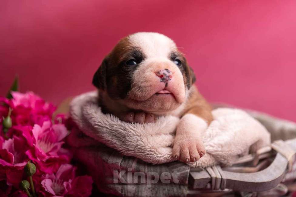 Собаки в Кореновске: Щенки АСТ РКФ Мальчик, Бесплатно - фото 7