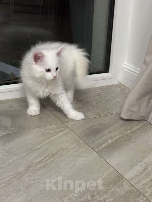 Кошки в Севастополе: Продаются котята породы Мейн-кун Разнополые, Бесплатно - фото 1