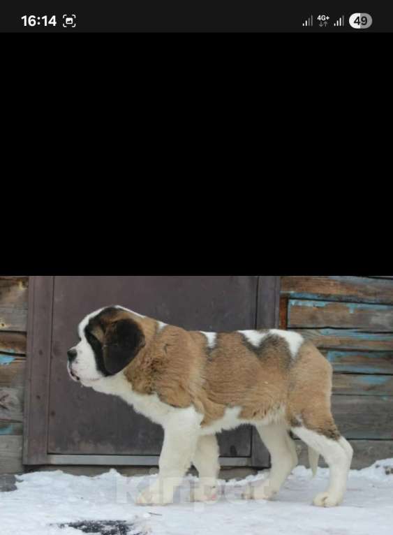 Собаки в Балаково: Бетховен Мальчик, 70 000 руб. - фото 5