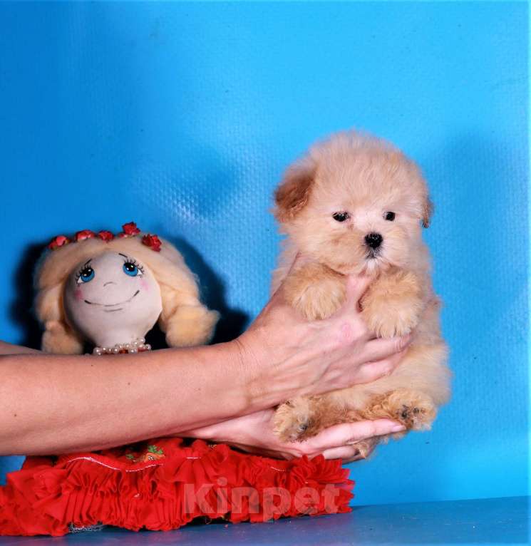 Собаки в Москве: мальтипу ф1 мини Девочка, 130 000 руб. - фото 4