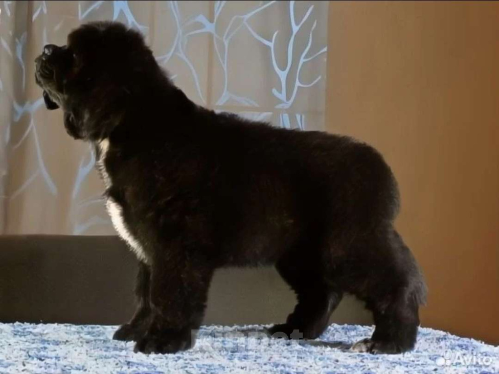 Собаки в Москве: Щенок ньюфаундленд продажа Девочка, 100 000 руб. - фото 2