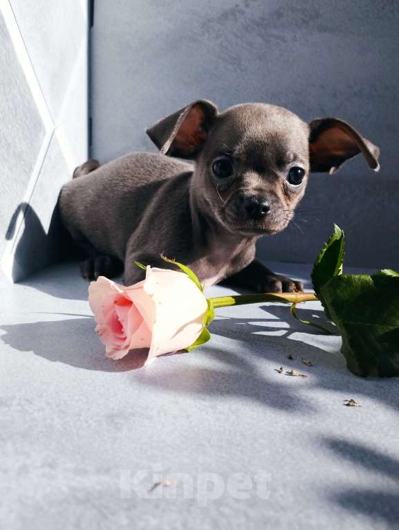 Собаки в Москве: Голубая девочка щенок чихуахуа Девочка, 40 000 руб. - фото 3