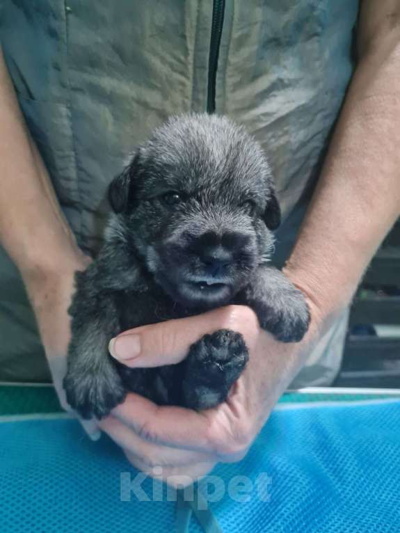 Собаки в Таганроге: Щенки шнауцера перец соль Мальчик, Бесплатно - фото 7