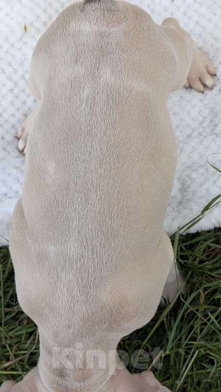 Собаки в других городах Крыма: Французский бульдог щенок в редком окрасе Мальчик, 120 000 руб. - фото 2