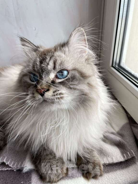 Кошки в Мытищах: Невский маскарадный котик Мальчик, Бесплатно - фото 3