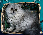 Кошки в Москве: Кошки -Барашки Мальчик, 50 000 руб. - фото 5
