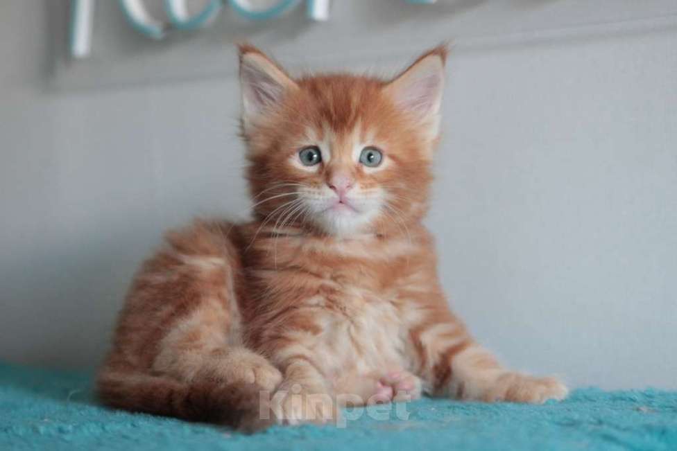 Кошки в Екатеринбурге: Котята мейнкун из питомника Ричкун- Екатеринбург Мальчик, 60 000 руб. - фото 5