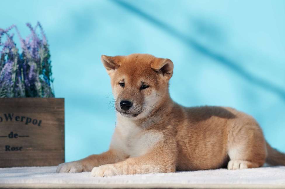 Собаки в Екатеринбурге: Мальчик сиба-ину РКФ  Мальчик, 45 000 руб. - фото 1