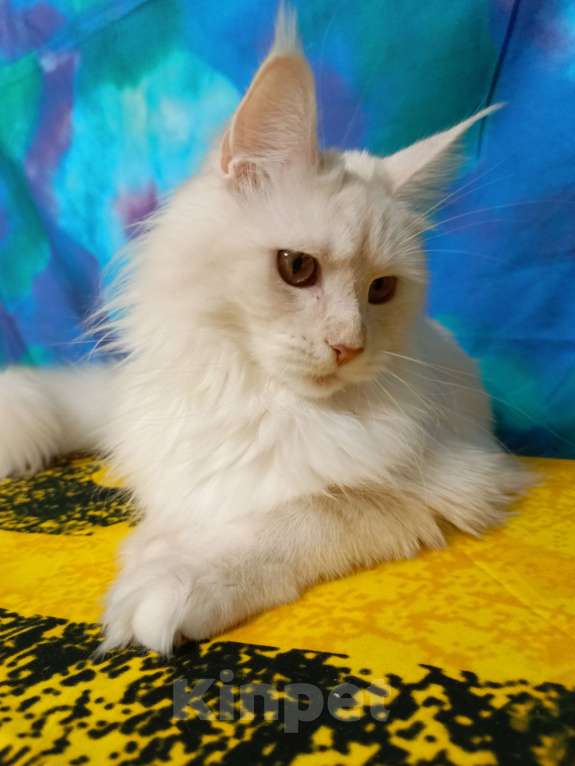 Кошки в Санкт-Петербурге: Девочка ds 22 Девочка, 35 000 руб. - фото 8