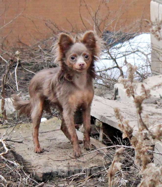 Собаки в Волгограде: Эксклюзивный - Мальчик лиловый длинношерстный Мальчик, 50 000 руб. - фото 2